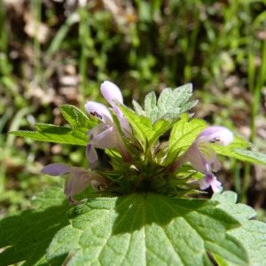 Photographie n°69112 du taxon Lamium hybridum Vill. [1786]