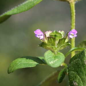 Photographie n°69121 du taxon Prunella vulgaris L.