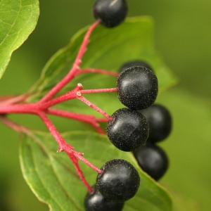 Photographie n°69135 du taxon Cornus sanguinea L.