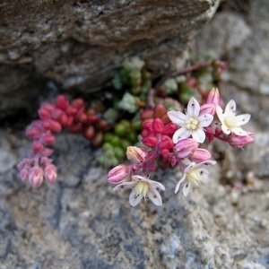 Photographie n°69144 du taxon Sedum brevifolium DC. [1808]