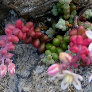 Photographie n°69145 du taxon Sedum brevifolium DC. [1808]