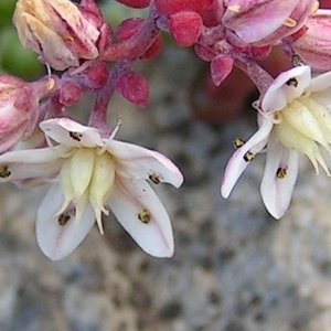 Photographie n°69146 du taxon Sedum brevifolium DC. [1808]
