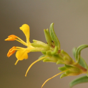 Photographie n°69149 du taxon Odontites luteus (L.) Clairv. [1811]