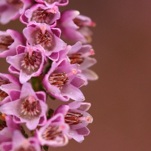 Calluna vulgaris var. pubescens W.D.J.Koch (Callune)