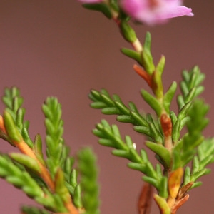 Photographie n°69163 du taxon Calluna vulgaris (L.) Hull