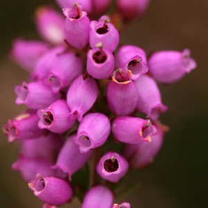 Photographie n°69165 du taxon Erica cinerea L. [1753]