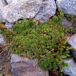 Photographie n°69170 du taxon Saxifraga moschata Wulfen [1781]