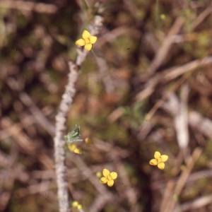 Photographie n°69175 du taxon Cicendia filiformis (L.) Delarbre [1800]