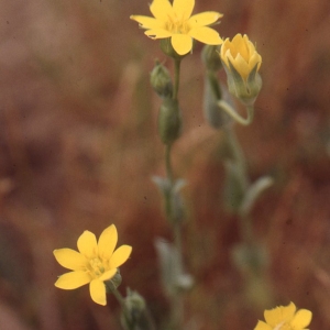 Photographie n°69177 du taxon Blackstonia imperfoliata (L.f.) Samp. [1913]