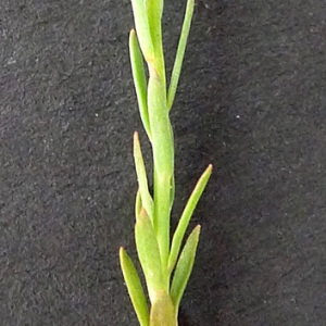 Photographie n°69193 du taxon Euphorbia exigua L. [1753]