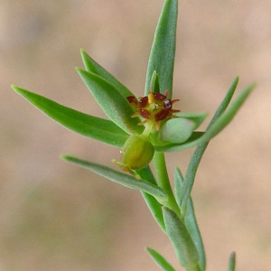 Photographie n°69194 du taxon Euphorbia exigua L. [1753]