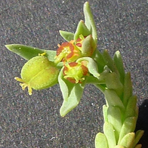 Photographie n°69195 du taxon Euphorbia sulcata Lens ex Loisel. [1828]