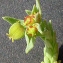  Bertrand BUI - Euphorbia sulcata Lens ex Loisel. [1828]