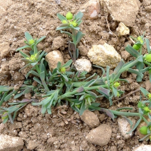 Photographie n°69197 du taxon Euphorbia sulcata Lens ex Loisel. [1828]