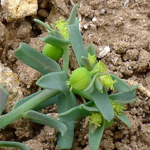 Photographie n°69198 du taxon Euphorbia sulcata Lens ex Loisel. [1828]