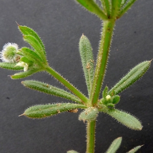 Photographie n°69203 du taxon Galium aparine L. [1753]