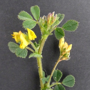 Photographie n°69209 du taxon Medicago littoralis Rohde ex Loisel. [1810]