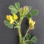  Bertrand BUI - Medicago littoralis Rohde ex Loisel. [1810]