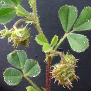 Photographie n°69217 du taxon Medicago truncatula Gaertn. [1791]