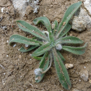 Photographie n°69223 du taxon Plantago lagopus L. [1753]