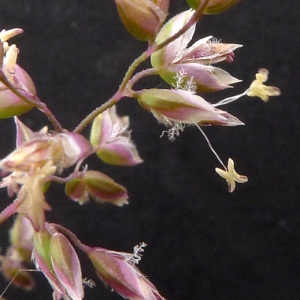  - Poa bulbosa var. bulbosa