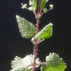 Photographie n°69234 du taxon Urtica pilulifera L. [1753]