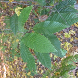 Photographie n°69244 du taxon Castanea sativa Mill. [1768]