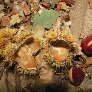 Photographie n°69249 du taxon Castanea sativa Mill. [1768]