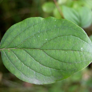 Photographie n°69255 du taxon Cornus sanguinea L. [1753]