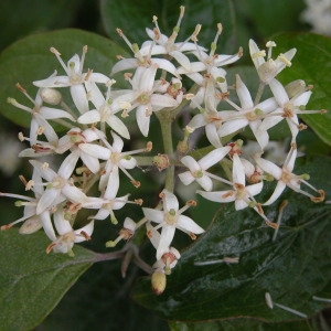 Photographie n°69257 du taxon Cornus sanguinea L. [1753]