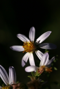 John De Vos, le 21 juillet 2007 (Saint-Mathieu-de-Tréviers (Château de Montferrand))