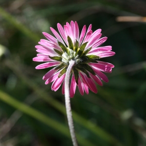 Photographie n°69269 du taxon Bellis sylvestris Cirillo [1792]