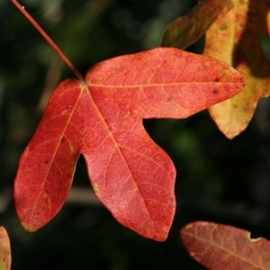 Photographie n°69275 du taxon Acer monspessulanum L. [1753]