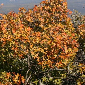 Photographie n°69276 du taxon Acer monspessulanum L. [1753]