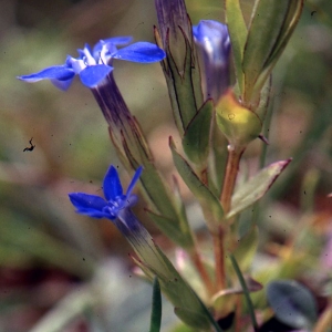 Photographie n°69289 du taxon Gentiana nivalis L. [1753]