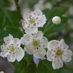 Photographie n°69298 du taxon Crataegus laevigata (Poir.) DC. [1825]