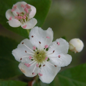 Photographie n°69299 du taxon Crataegus laevigata (Poir.) DC. [1825]