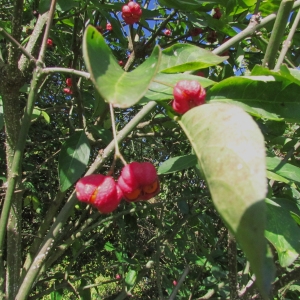 Photographie n°69356 du taxon Euonymus europaeus L. [1753]