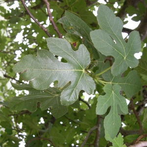 Photographie n°69362 du taxon Ficus carica L. [1753]