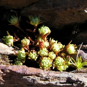 Photographie n°69378 du taxon Saxifraga moschata Wulfen [1781]