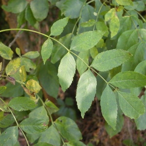 Photographie n°69381 du taxon Fraxinus excelsior L. [1753]