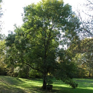 Photographie n°69382 du taxon Fraxinus excelsior L. [1753]