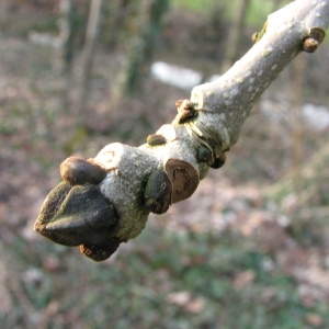 Photographie n°69387 du taxon Fraxinus excelsior L. [1753]