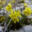  Emmanuel Stratmains - Draba aizoides L. [1767]