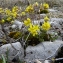  Emmanuel Stratmains - Draba aizoides L. [1767]