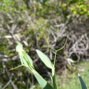 Photographie n°69429 du taxon Lathyrus cicera L. [1753]