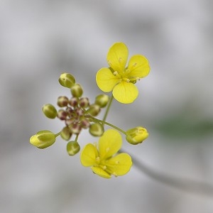 Photographie n°69438 du taxon Biscutella neustriaca Bonnet [1879]