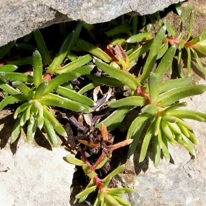 Photographie n°69442 du taxon Saxifraga aizoides L. [1753]