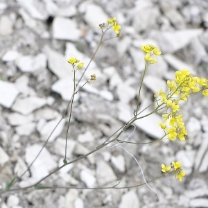 Biscutella laevigata subsp. varia f. neustriaca (Bonnet) B.Bock (Biscutelle de Neustrie)