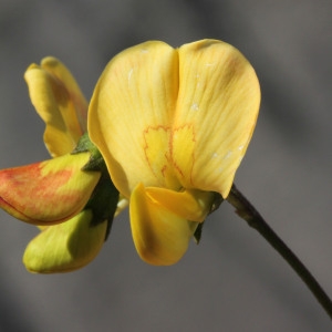 Colutea arborescens L. (Baguenaudier)